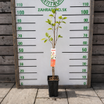 Asimina trojlaločná - Banán severu PAW PAW (Asimina triloba) ´PRIMA´ - výška 80-100 cm, kont. C3L 